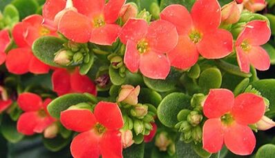 Kalanchoe pro léčbu chronické prostatitidy