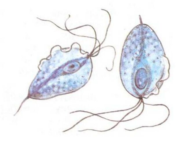 Trichomonas původci prostatitidy